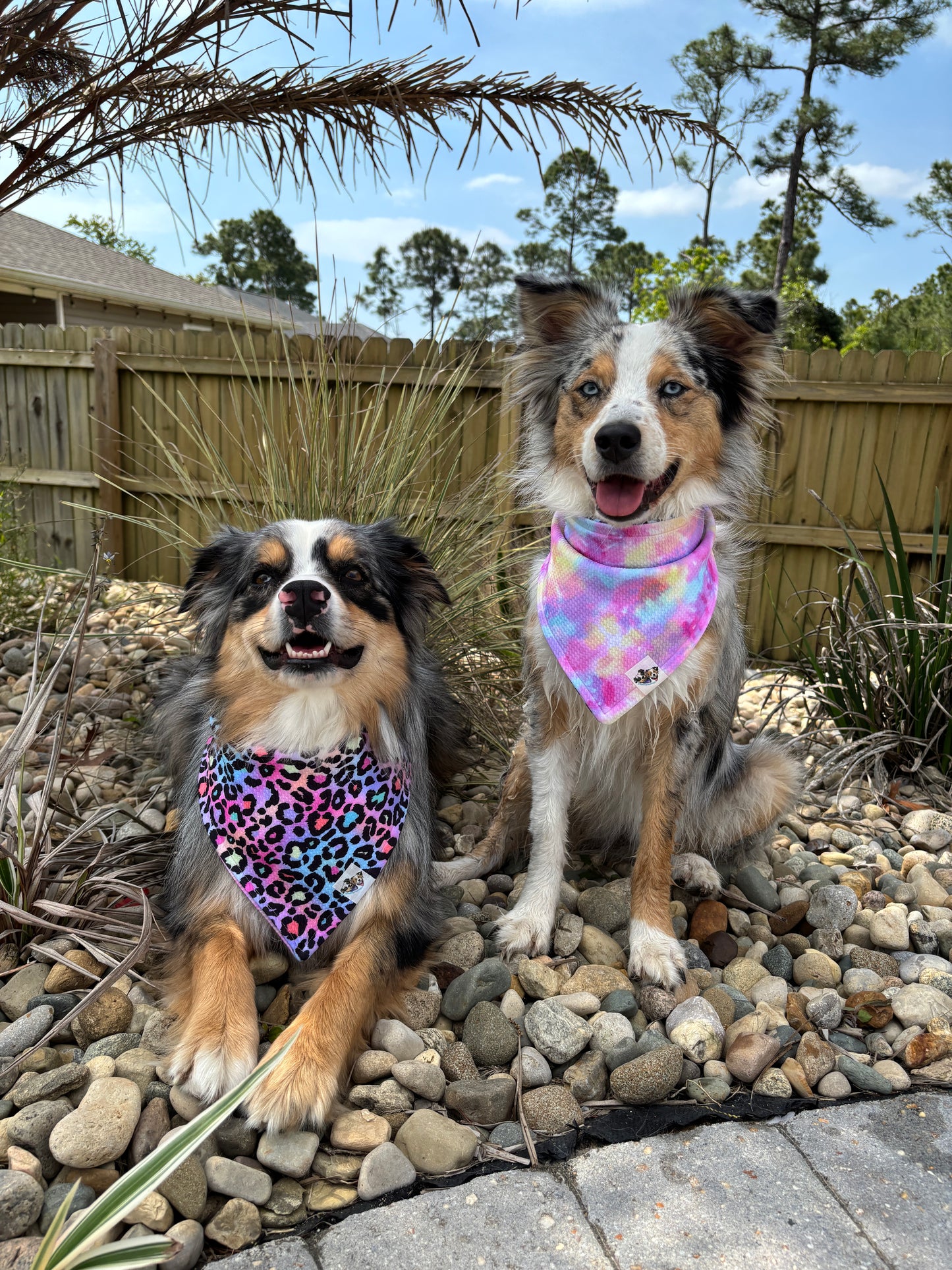 Young & Wild Bandana