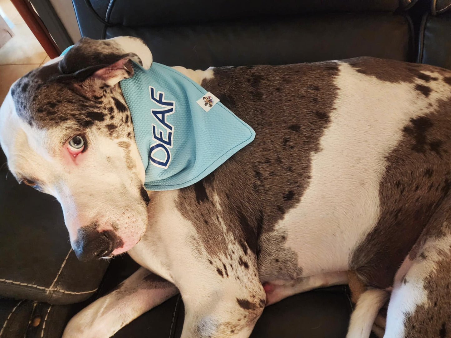 BYOB (Build Your Own Bandana!)