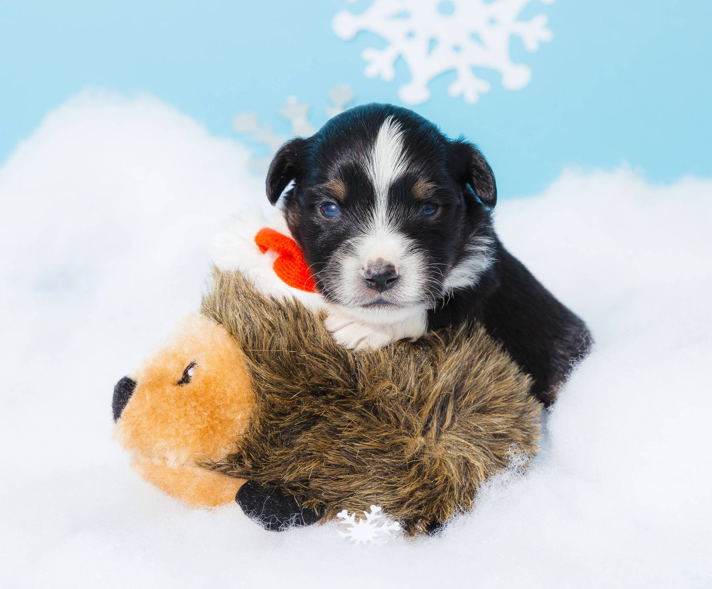 Holiday Hedgehog - Christmas Dog Toy