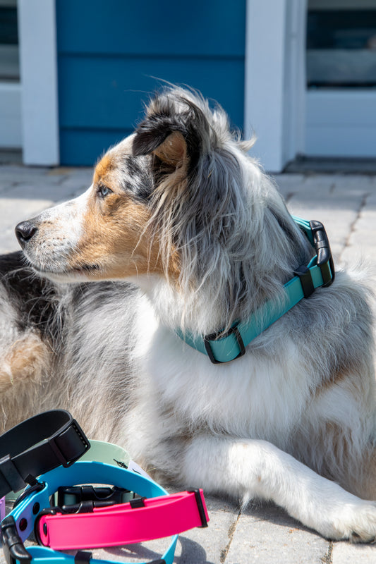 Biothane Collar