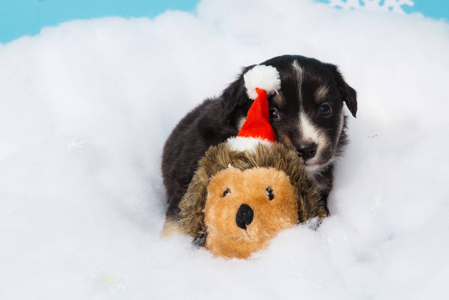 Holiday Hedgehog - Christmas Dog Toy